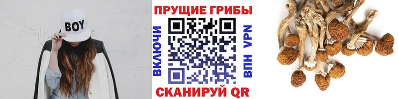 Галлюциногенные грибы мицелий  где найти   Ефремов 